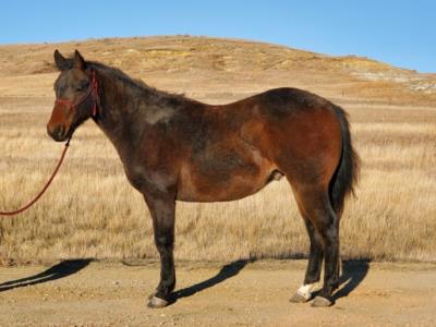 Top Gun Aladdin JW <BR> AQHA 5947390